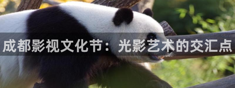 麻豆精品视频99：成都影视文化节：光影艺术的交汇点